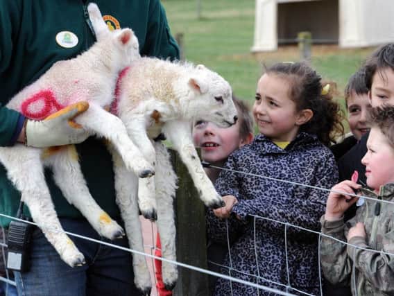Children can get up close and personal with farm animals at East Links Family Park in East Lothian.