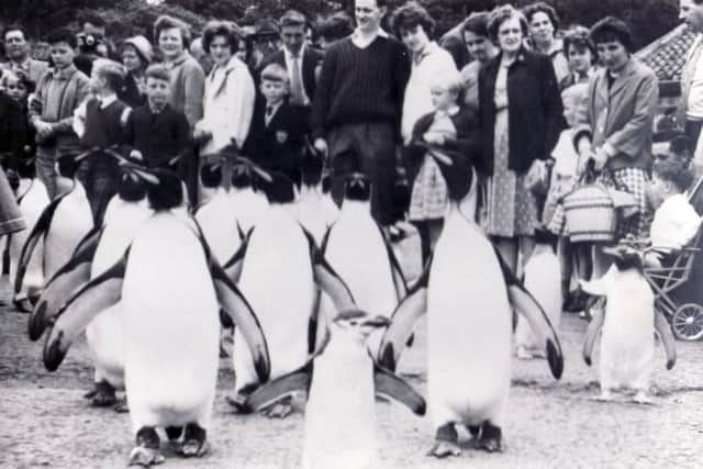 This wonderful picture shows one of the first ever penguin parades at Edinburgh Zoo. It's striking how close up the crowds are to these aquatic flightless birds. Pic: RZSS