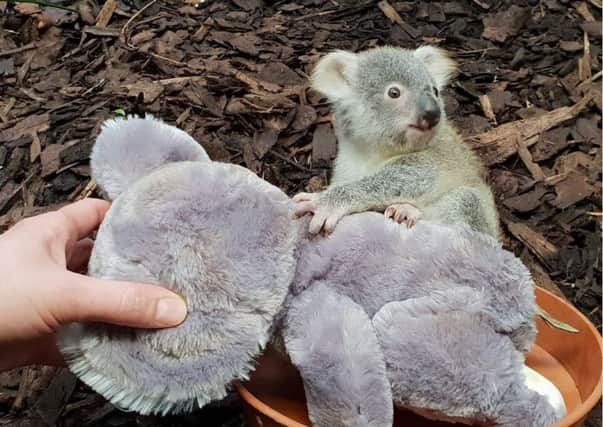 Kalari clings to the cuddly toy. Pic: RZSS