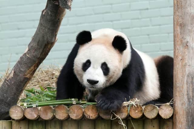 Contingency plans are in place to protect the animals at Edinburgh Zoo. Pictue: Edinburgh Zoo