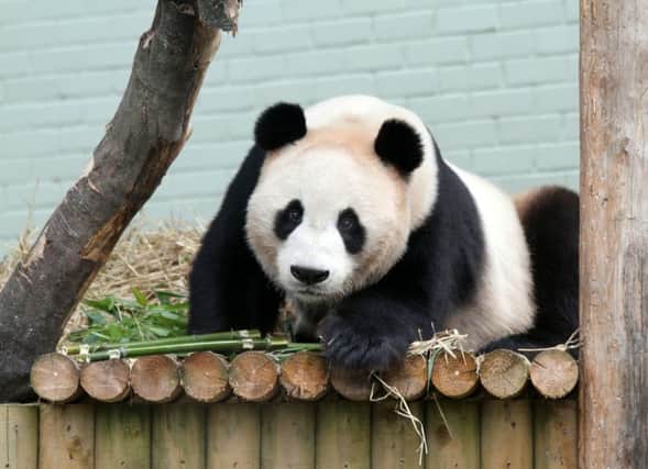 Contingency plans are in place to protect the animals at Edinburgh Zoo. Pictue: Edinburgh Zoo