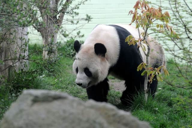 The nightime security for Edinburgh Zoo's pandas could be affected by the collapse. Pic: Lisa Ferguson