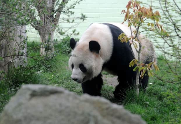 The nightime security for Edinburgh Zoo's pandas could be affected by the collapse. Pic: Lisa Ferguson