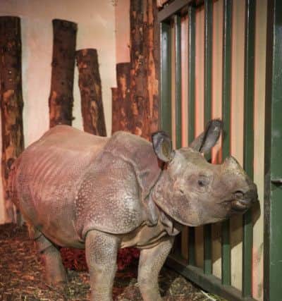 A rhino was craned into his new home at the Royal Zoological Society of Scotlands Edinburgh Zoo following a one thousand mile journey from Germany.