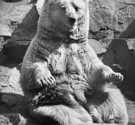 Wojtek the Bear in Edinburgh Zoo, 1949.