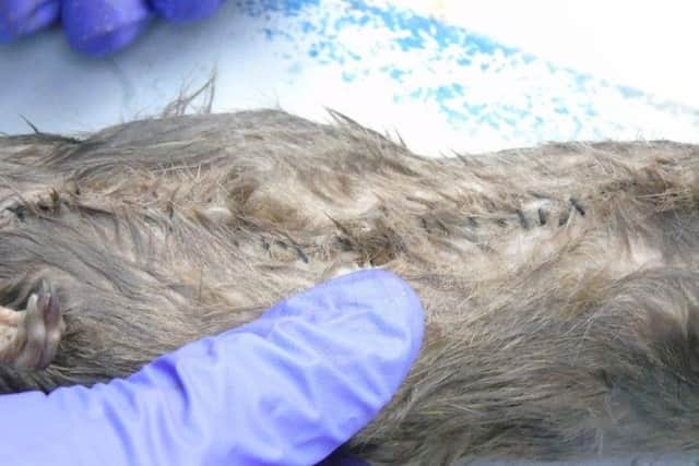Photo issued by the Ministry of Justice of a dead rat before it was cut open to reveal drugs, mobile phones, chargers and SIM cards as they were used to attempt smuggling in the contraband to HMP Guys Marsh in Dorset. Picture: PA