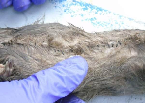 Photo issued by the Ministry of Justice of a dead rat before it was cut open to reveal drugs, mobile phones, chargers and SIM cards as they were used to attempt smuggling in the contraband to HMP Guys Marsh in Dorset. Picture: PA