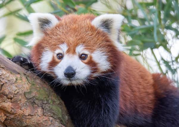 Jennifer White won a poetry competition organised by Edinburgh Zoo with a poem about red pandas