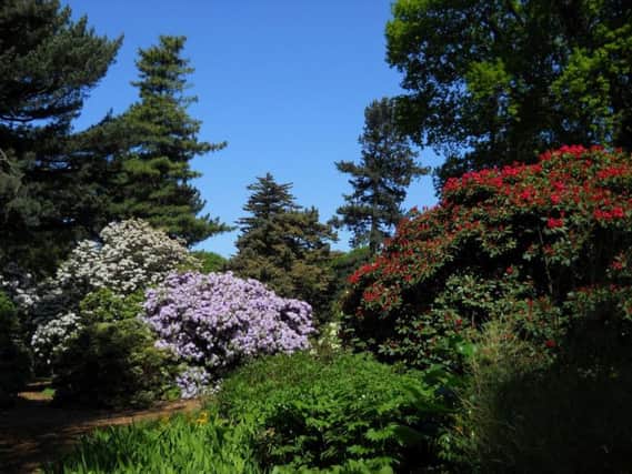 Rhododendrons at the Royal Botanic Garden. Picture: Contributed