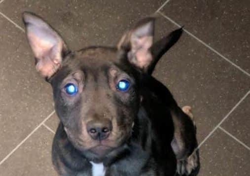 James Boyes, 21, has been told he cannot be reunited with his staffy cross dog called Bear by the Edinburgh Dog and Cat Home