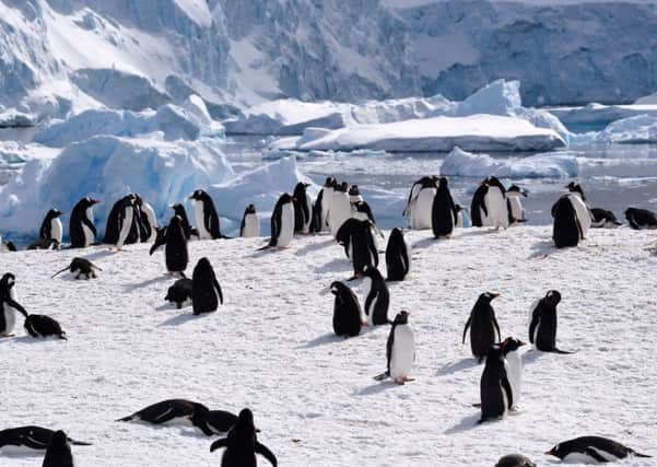 A penguin colony in Antarctica, where the impacts of pollution and global warming are evident