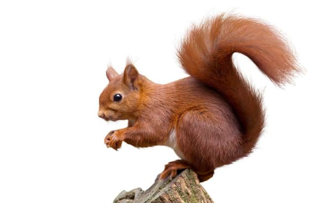 A red squirrel.
