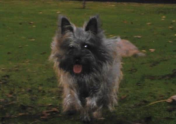 Maggie the Cairn Terrier. Picture: Cadenhead's