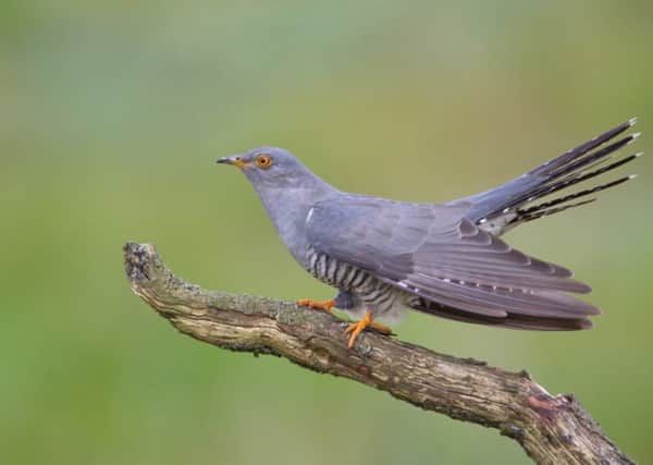 Gowk is the Scots for cuckoo with Gowk Day, on April 1,  a time of fruitless errands and daft jokes in Scotland from at least 1700. PIC: Creative Commons.