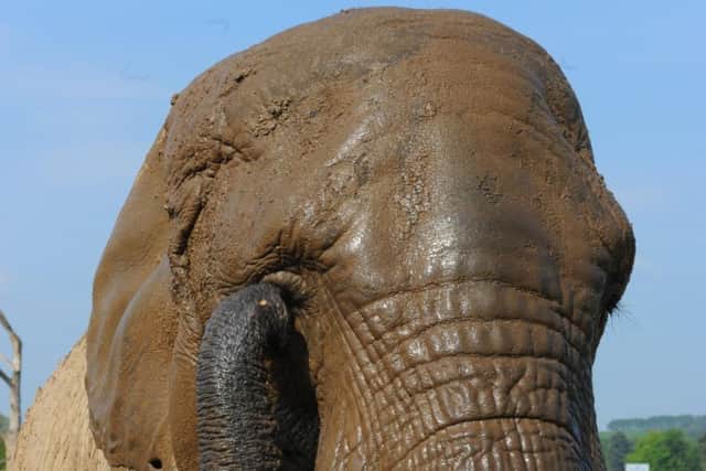 Unidentified elephants killed a poacher in Kruger National Park in South Africa (Picture: Robert Perry)