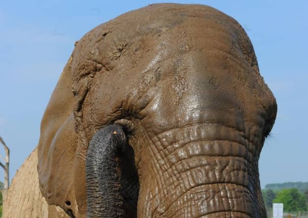 Unidentified elephants killed a poacher in Kruger National Park in South Africa (Picture: Robert Perry)