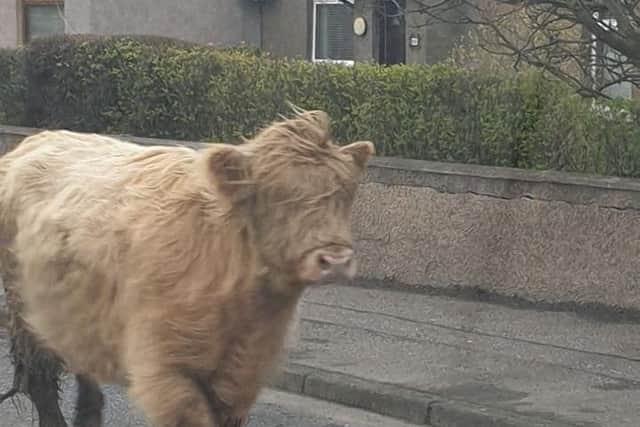 The cow in East Whitburn. Pic: Gwen Burns Gibson