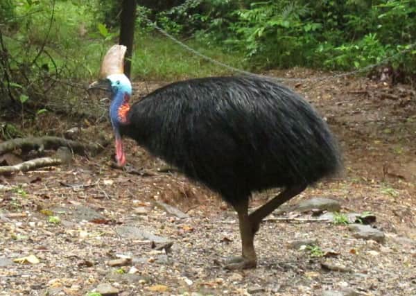 A cassowary, a large, flightless bird native to Australia and New Guinea, killed its owner when it attacked him after he fell on his property. Picture: AP Photo/Wilson Ring