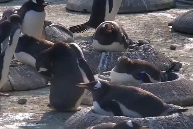 The new zoom feature will let people get up close to the penguins on the webcam. Pic: RZSS