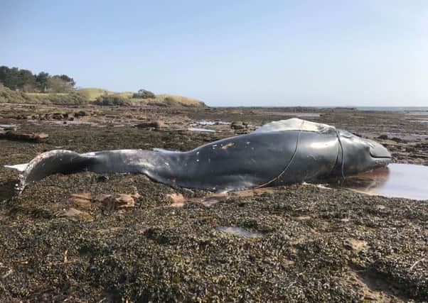 A dead humpback whale has been spotted at Tyninghame