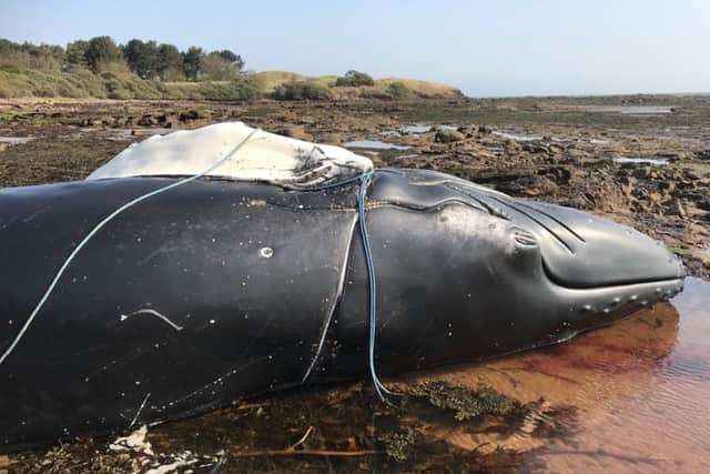 The whale is to be removed later today.
