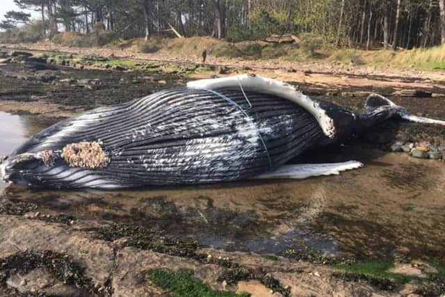 The washed up whale. Picture: Dunbar RNLI