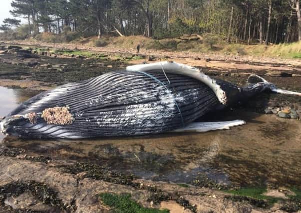 The washed up whale. Picture: Dunbar RNLI