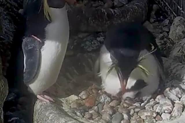 Three hatchlings have arrived at Edinburgh Zoo