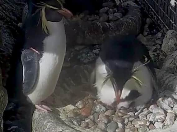 Three hatchlings have arrived at Edinburgh Zoo