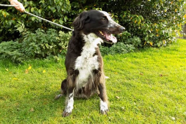 Scottish SPCA are seeking a 'forever home' for Sox the Border Collie