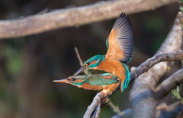 The incredibly rare instance of two elusive kingfishers mating has been caught on camera - by photographer Calvin Laidlaw, 48, who waited patiently for the shot for four years.