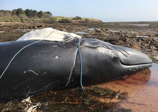 The dead whale washed up on an East Lothian beach last week. Picture: Copyright BDMLR