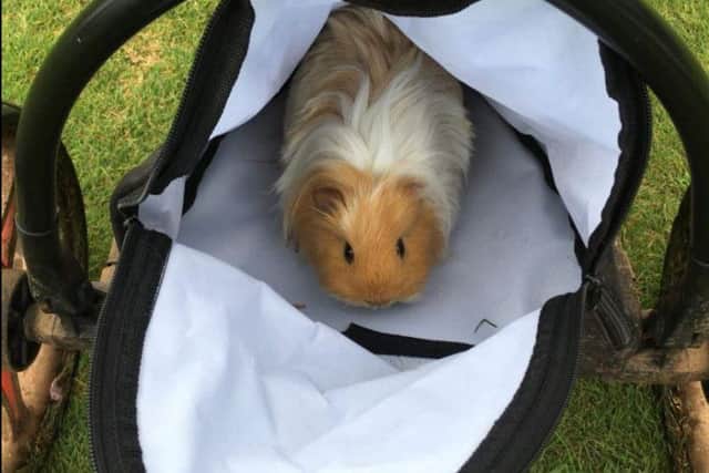 The guinea pig showed up on the ninth hole