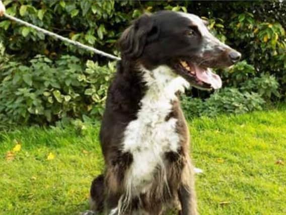 Sox the Border Collie looking for forever home after 516 days in kennels