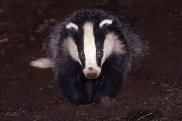 Police in the Scottish Borders are appealing for witnesses following incidents of suspected animal poaching in Hawick. PIC: Scottish Wildlife Trust