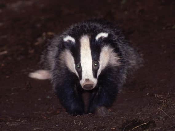 Police in the Scottish Borders are appealing for witnesses following incidents of suspected animal poaching in Hawick. PIC: Scottish Wildlife Trust
