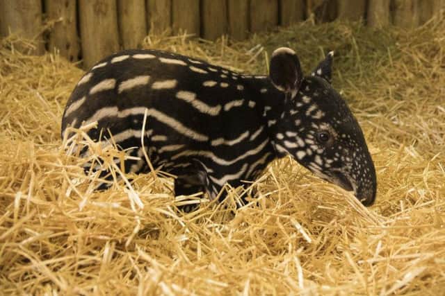 Megat the Malaysian tapir has died following a short illness. Picture: RZSS