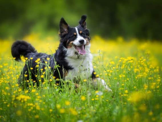 Pets can also suffer from hay fever, so it's good to keep an eye out for any symptoms (Photo: Shutterstock)