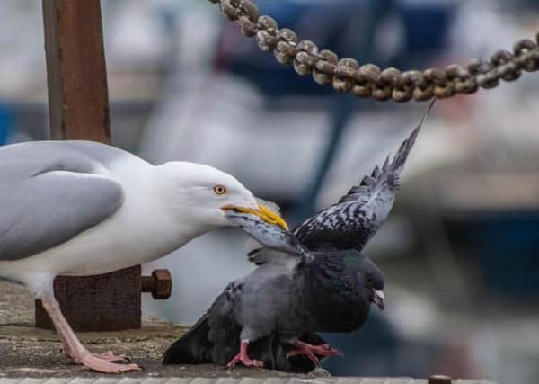 The photograph shows a seagull attacking the pigeon in South Queensferry. Pic: Duncan McCafferty