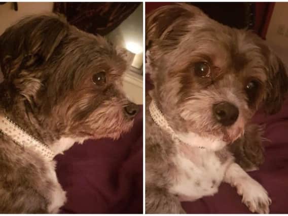 Eccles, an eight-year-old female Shih Tzu Westie Cross, is described as having a grey body with a white underside with dark patches. She also has a recent spayed operation scar and wears a sparkly baby pink collar.