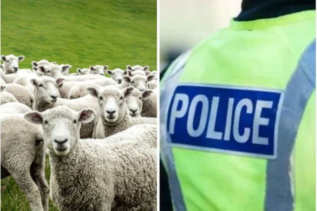 The sheep were stolen from a field near Linlithgow. Pic: Laurinson Crusoe - Shutterstock/ Police Scotland
