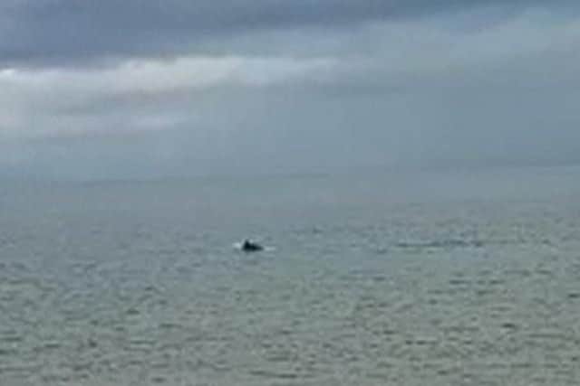 The dolphins were seen off the coast of Portobello.