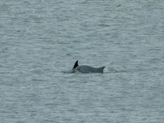There were sightings of dolphins in the Forth last year. Pic: Dougie Kemp
