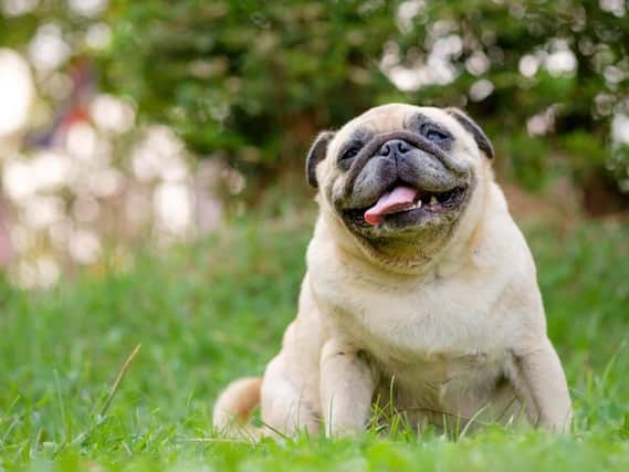 Edinburgh pug owners can unite at this free event on Sunday (Photo: Shutterstock)