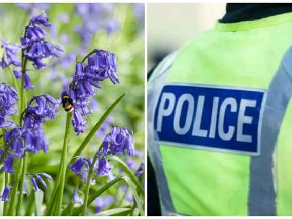 The bluebell thieves face a fine of 5k a bulb. Pictures: Jeanette Teare-Shutterstock/ Police Scotland