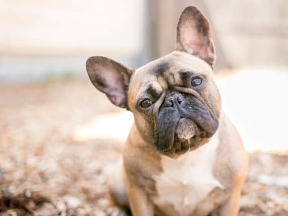 A fawn-coloured French Bulldog. Pic: Mary Swift-Shutterstock