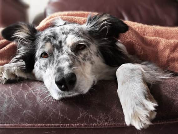 As the infection becomes more common in dogs in the UK, would you know the warning signs? (Photo: Shutterstock)