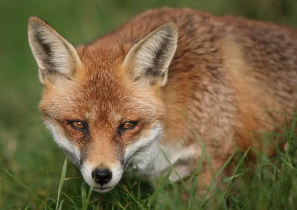 Foxes arent fussy eaters but theyll enjoy treats like unsalted peanuts and cheese. Picture: PA