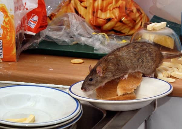 Glasgow's rat problem is significantly higher than in Edinburgh, according to callout statistics. Picture: SoS licence