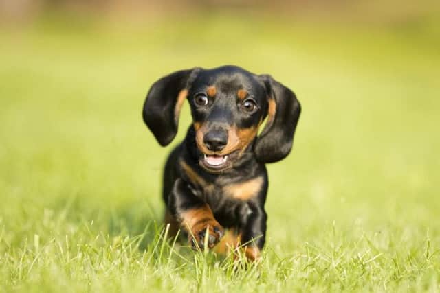 Edinburgh is a city of animal lovers, will you be heading out to see some sausage dogs this summer? (Photo: Shutterstock)